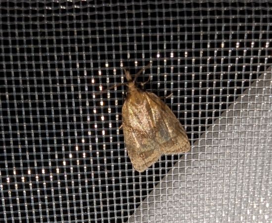 Sparganothis pilleriana 