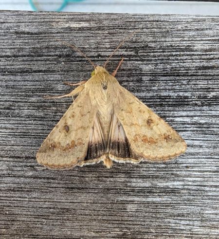 Helicoverpa armigera 