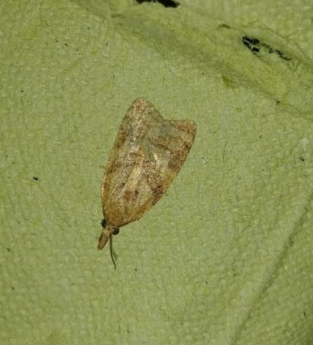 Sparganothis pilleriana 