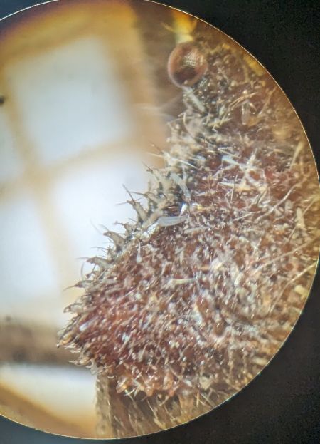 Coriomeris denticulatus 