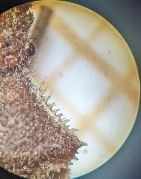 Coriomeris denticulatus 