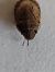 Sciocoris cursitans  - Thomas Lux