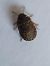 Sciocoris umbrinus  - Thomas Lux