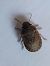 Sciocoris umbrinus  - Thomas Lux