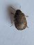 Sciocoris umbrinus  - Thomas Lux