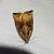 Archips podana  - Thomas Lux