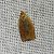 Clepsis consimilana  - Thomas Lux