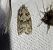 Cnephasia sp.  - Thomas Lux