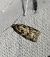 Cnephasia sp.  - Thomas Lux