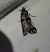 Pempelia palumbella  - Thomas Lux