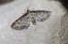 Eupithecia subumbrata  - Thomas Lux