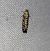 Epinotia tedella  - Thomas Lux