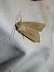 Mythimna sicula  - Thomas Lux