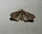 Eupithecia tantillaria  - Thomas Lux