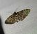 Eupithecia tantillaria  - Thomas Lux