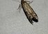 Pempeliella ornatella  - Thomas Lux