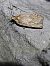 Agonopterix indéterminé  - Thomas Lux
