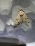 Apamea sublustris  - Thomas Lux