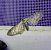 Eupithecia subumbrata  - Thomas Lux