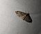 Eupithecia tantillaria 