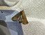 Agrotis cinerea 