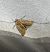 Agrotis cinerea 