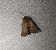 Agrotis cinerea 