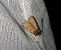 Agrotis cinerea 