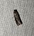 Pyla fusca 