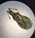 Spathocera dalmanii 