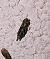 Anarsia lineatella 