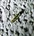Argyresthia spinosella 