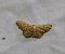 Idaea moniliata 