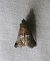 Acrobasis marmorea 