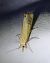 Xanthocrambus saxonellus 
