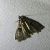 Nephopterix angustella 