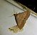 Zanclognatha lunalis 