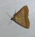 Zanclognatha lunalis 