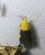 Oecophora bractella 