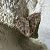 Apterogenum ypsillon 