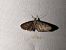 Eupithecia haworthiata 
