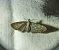 Eupithecia haworthiata 
