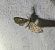 Eupithecia haworthiata 