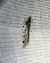 Ethmia dodecea 
