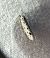 Ethmia dodecea 