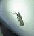 Ethmia dodecea 