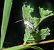 Elaphria venustula 