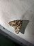 Acronicta strigosa 