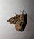 Xestia triangulum 