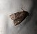Apterogenum ypsillon 